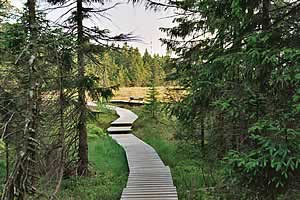 Bohlensteg über das Große Torfhausmoor am Goetheweg auf dem Weg zum Brocken Bohlensteg über das Große Torfhausmoor am Goetheweg auf dem Weg zum Brocken